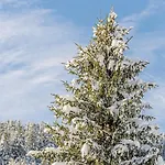 Orso -